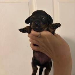Twix - Black and tan female Dachshund puppy in Conroe, Texas from R&M Dachshunds