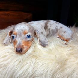 Starlette - Dapple female Dachshund puppy in Washburn, Tennessee from Clinch Mountain Dachshunds