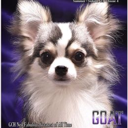 GOAT - Chihuahua