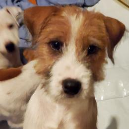 Sylvester - Tan and white male Jack Russell Terrier puppy in California from Kimberlite