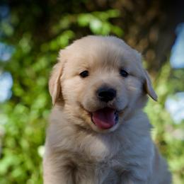 Miss Sand - Golden female Golden Retriever puppy in Mc Arthur, California from California Golden Love