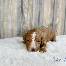 Cubano - Red male Australian Labradoodle puppy in Wamego, Kansas from Doodles of Oz