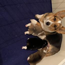 Pembroke Welsh Corgi Puppies from Twisted Little Corgis