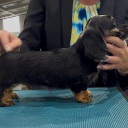 Girl 2 - Dapple female Dachshund puppy in Lexington, Oklahoma from Strom Ranch