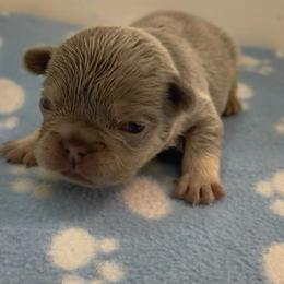 Eddie - Tricolors male French Bulldog puppy in Spokane, Washington from Lilac City Frenchies