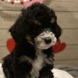 Boy 5 - Bernedoodle puppy in Lacey’s Spring, Alabama from Daisy's Doodles