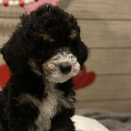 Boy 5 - Bernedoodle puppy in Lacey’s Spring, Alabama from Daisy's Doodles