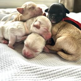 Cavapoo, Havanese, Havapoo, and Poodle Puppies from West Cobb Dogs