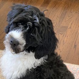 Portuguese Water Dog Puppies from Blue Marina Portuguese Water Dogs