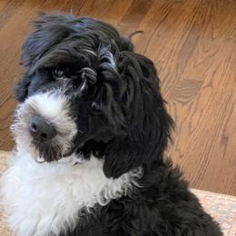 Portuguese Water Dog Puppies from Blue Marina Portuguese Water Dogs