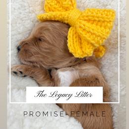 Promise - Apricot female Goldendoodle puppy in Hollister, Missouri from Wild Acres Goldendoodles