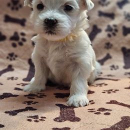 Maltese Puppies from Emotional Amor Support