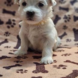 Maltese Puppies from Emotional Amor Support