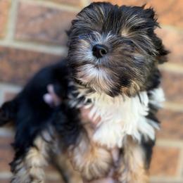 Troy - Black and tan male Yorkshire Terrier puppy in Georgia from Berggipfel Yorkies