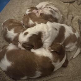 Cavalier King Charles Spaniel puppies from Country Cavapoos
