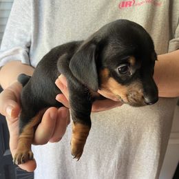 Winnie - Black and tan female Dachshund puppy in Mocksville, North Carolina from The Dachs of Hazzard Dachshunds