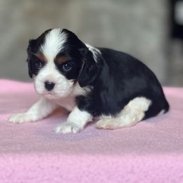 Pumpkin - Tri-color female Cavalier King Charles Spaniel puppy in Howardsville, Virginia from Spectacular Aussies and Cavaliers