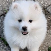 American Eskimo Dogs from HH Farms