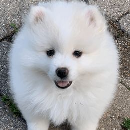 American Eskimo Dogs from HH Farms