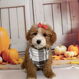 Rain - Apricot female Goldendoodle puppy in Pocasset, Massachusetts from Mini Goldendoodles of Cape Cod