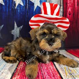 Nocona AKC RARE red pepper phantom - Salt and pepper male Miniature Schnauzer puppy in Dayton, Texas from Von Baron Schnauzers