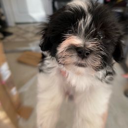 Havanese Puppies from Havanese Puppies of the Northshore