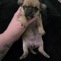Rory - Black sabled fawn female Chihuahua puppy in Ashtabula, Ohio from Paw's & Awe's Chihuahuas