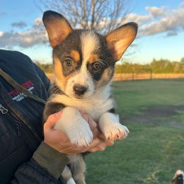 Girl 1 - Black and tan female Pembroke Welsh Corgi puppy in Honey Grove, Texas from JK Ranch Corgis