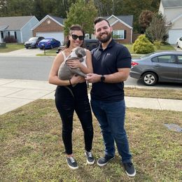 American Bully Puppies from XLRG BULLIES