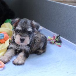 Miniature Schnauzer Puppies from Clay Hill Kennels