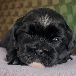 Remi - Black and white male Shih Tzu puppy in Claxton, Georgia from Small Pawz Shih tzu