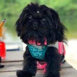 Onyx - Shih Tzu