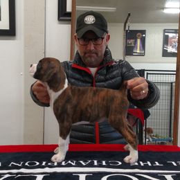 Boxer Puppies from DC Boxers