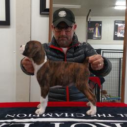 Boxer Puppies from DC Boxers