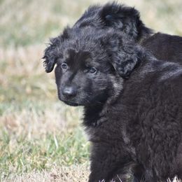 Shiloh Shepherd Puppies from Echo Shilohs