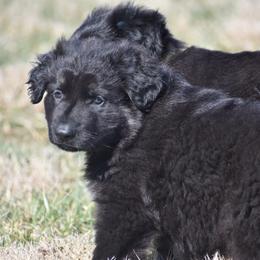 Shiloh Shepherd Puppies from Echo Shilohs