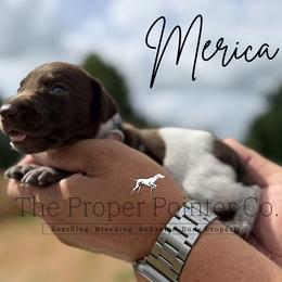 Merica - female German Shorthaired Pointer puppy in Six Mile, South Carolina from The Proper Pointer Co.