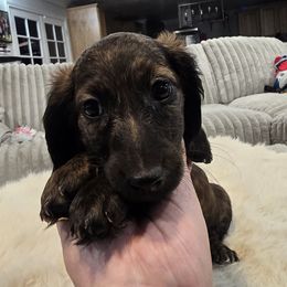 Boy 1 - Brindle male Dachshund puppy in Price, Utah from Stone Kennels