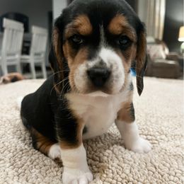 Silas - Black tan and white male Beagle puppy in Brownsboro, Texas from Willow Bark Beagles