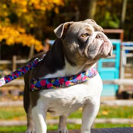 Lola - Olde English Bulldogge