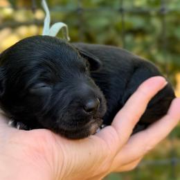 Fester - Black and white male Aussiedoodle puppy in Mulino, Oregon from Korbella Farm