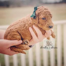 Dachshund, Goldendoodle, and Sheepadoodle Puppies from Doodles & Doxies