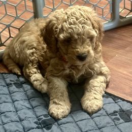 Patriot (orange collar) - Brown male Cavapoo puppy in Modesto, California from Molly n Friends