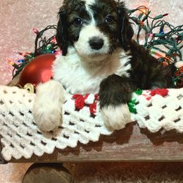 Bernedoodle Puppies from Moose Tracks Bernedoodles