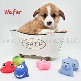 Wafer - Red male Pembroke Welsh Corgi puppy in Kiowa, Colorado from Cool Water Corgis LLC