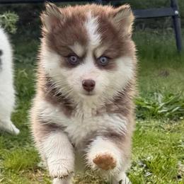 Chowder - Chocolate male Pomsky puppy in Mc Minnville, Oregon from West Coast Pomskies
