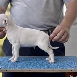 Boy 2 - Exquisite Pale Cream - Cream male Italian Greyhound puppy in Sugar Valley, Georgia from Pinnacle Farm and Kennel
