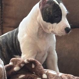 Camille - Brown brindle female American Staffordshire Terrier puppy in Lizella, Georgia from Àine Amstaffs