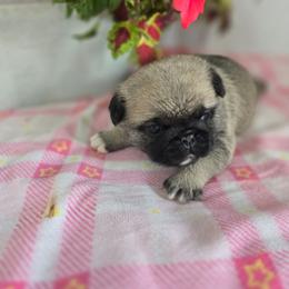 Diamond - Fawn female Pug puppy in Arthur, Illinois from Perfect Pugs