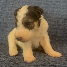 Stumpy - White tan and black male Wire Fox Terrier puppy in Knoxville, Tennessee from Wire Hairs of Knoxville